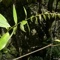 Gonostegia pentandra var. wightii (Benn.) Pull. & Karupp.